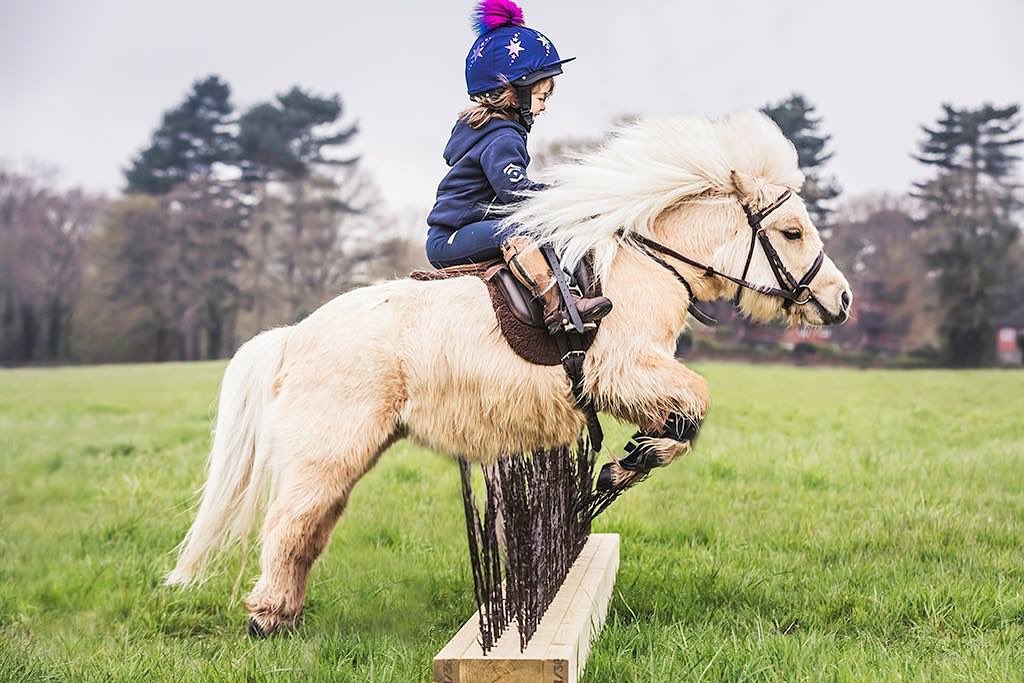 Teddy The Shetland Jumping